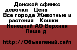 Донской сфинкс девочка › Цена ­ 15 000 - Все города Животные и растения » Кошки   . Ненецкий АО,Верхняя Пеша д.